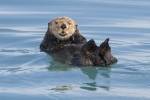 Photo Alaska Sea Otter