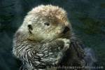 Photo Aquarium Sea Otter