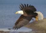 Bald Eagle In Flight Homer Alaska