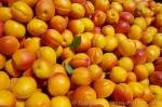 Photo Apricot Fruit Harvest Roxburgh New Zealand