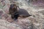 New Zealand Fur Seal Pup North Island NZ