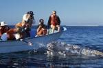 Photo Gray Whale Baja California