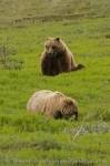 Photo Grizzlies Alaska