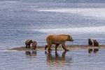 A mother Grizzly Bear teaches her 4 cubs to search for food in Katmai National Park, Alaska, USA.