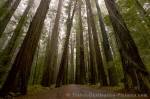 Photo Humboldt Redwoods State Park