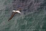 Photo Northern Royal Albatross Otago Peninsula NZ