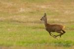 Photo Running Deer