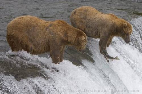 Brooks Falls Grizzly Bears