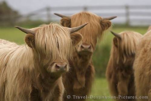 Cute Cows