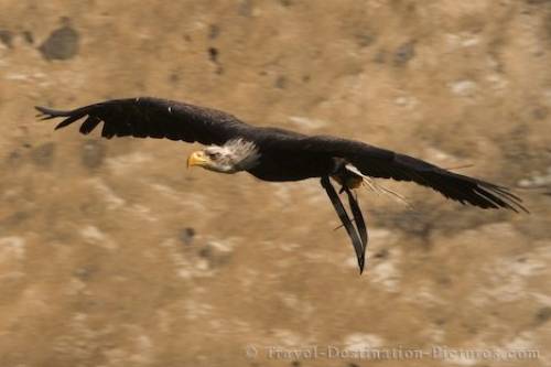 golden eagle flying. Flying Bald Eagle Frankfurt