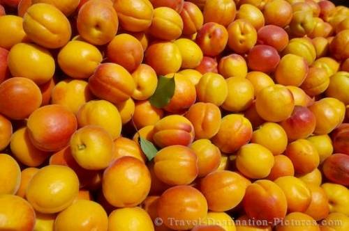 Apricot Fruit Harvest Roxburgh New Zealand