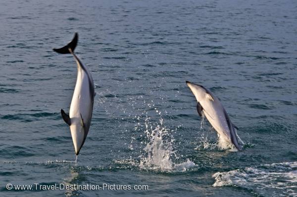 Dusky Dolphins Kaikoura NZ