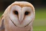Photo Barn Owl Picture