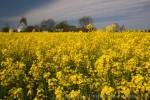 Photo Yellow Canola Flowers Denmark