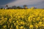 Photo Yellow Canola Flowers Denmark