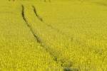 Photo Field Of Canola Flowers