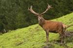 Deer Stag