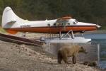 Photo Katmai Grizzly Bears Alaska