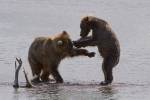 Photo Playful Bears