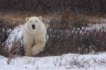 A polar bear makes its way towards the camera during a photo shoot on the shores of Hudson Bay, Manitoba, Canada. A 2008 award winning picture by Thomas Schaeffer.
