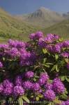 Rhododendron Flowers