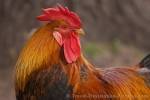 A proud rooster wanders freely at the Outdoor Museum - The Funen Village in Odense, Denmark. The Rooster is a member of the chicken bird family.