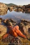 Photo Starfish