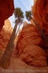 A pair of trees grow towards the sunlight in the Wall Street section of Bryce Canyon National Park in Utah, USA.