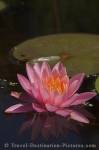 Photo Water Lily