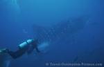 Photo Whale Shark Galapagos