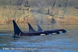 A family pod of Killer Whales in a resting pattern near Telegraph Cove on Vancouver Island.