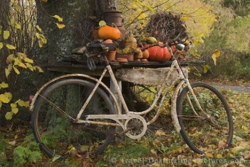 Bicycle Picture