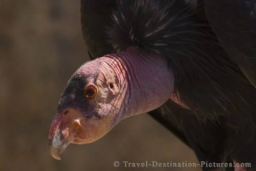 Californian Condor San Diego California USA