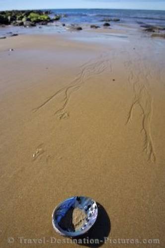 Catlins Beach Sea Shell NZ