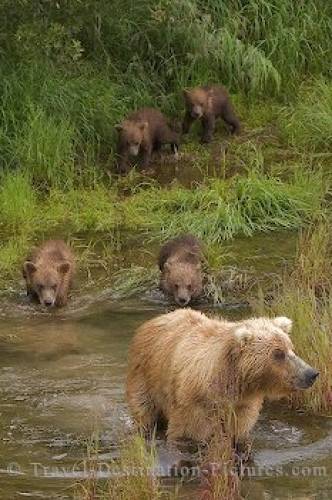 Grizzly Bear Family