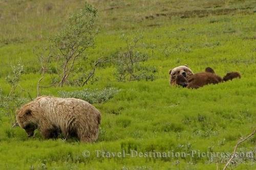 Grizzly Bears