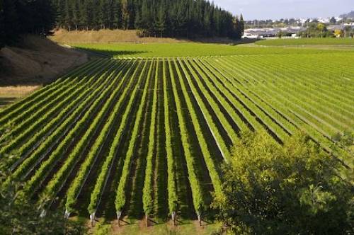 Hawkes Bay Vineyard NZ