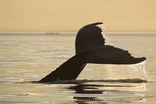 Humpback Whale