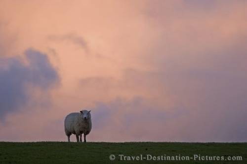 Lone Sheep Germany
