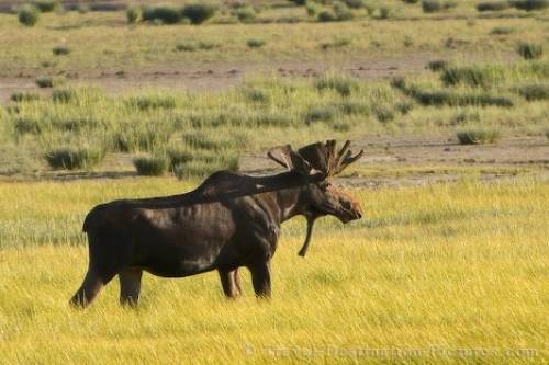 Picture Of A Moose Stag