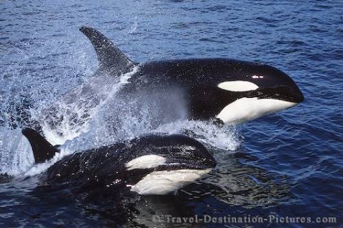 Orca Whales