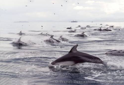 Pacific White Sided Dolphins