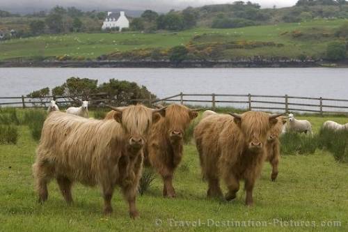 Scotlands Animals
