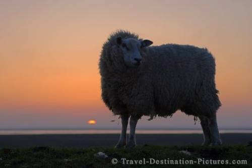 Sunset Sheep North Sea Germany