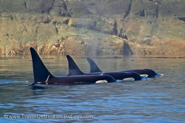 Killer Whales Telegraph Cove